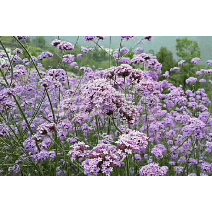 馬鞭草-寬葉