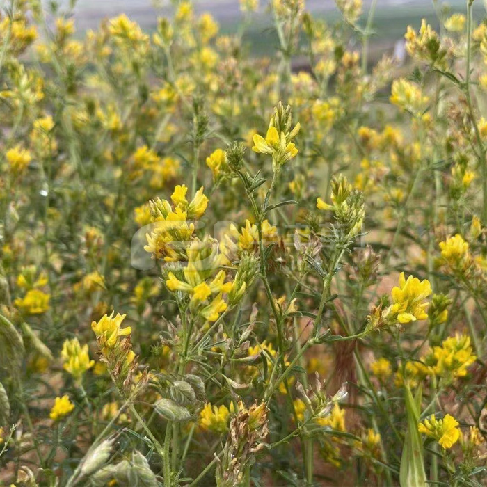 黃花苜蓿